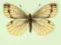 Pieris napi female (aberrant form flava + continua 2) (Internet Image property of respective owner, non-commercial use only)